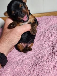 Pupper 4: Instantly melded with the family.
