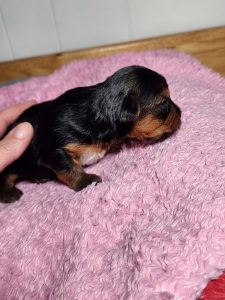 Pupper 5: Yep.